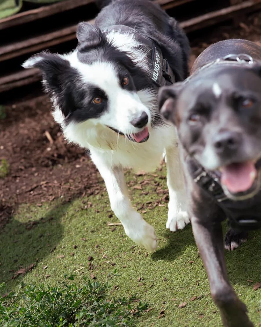A collie and a staffie coming across the grass towards the camera