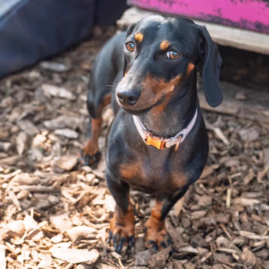 A dachshund out on the wood chips