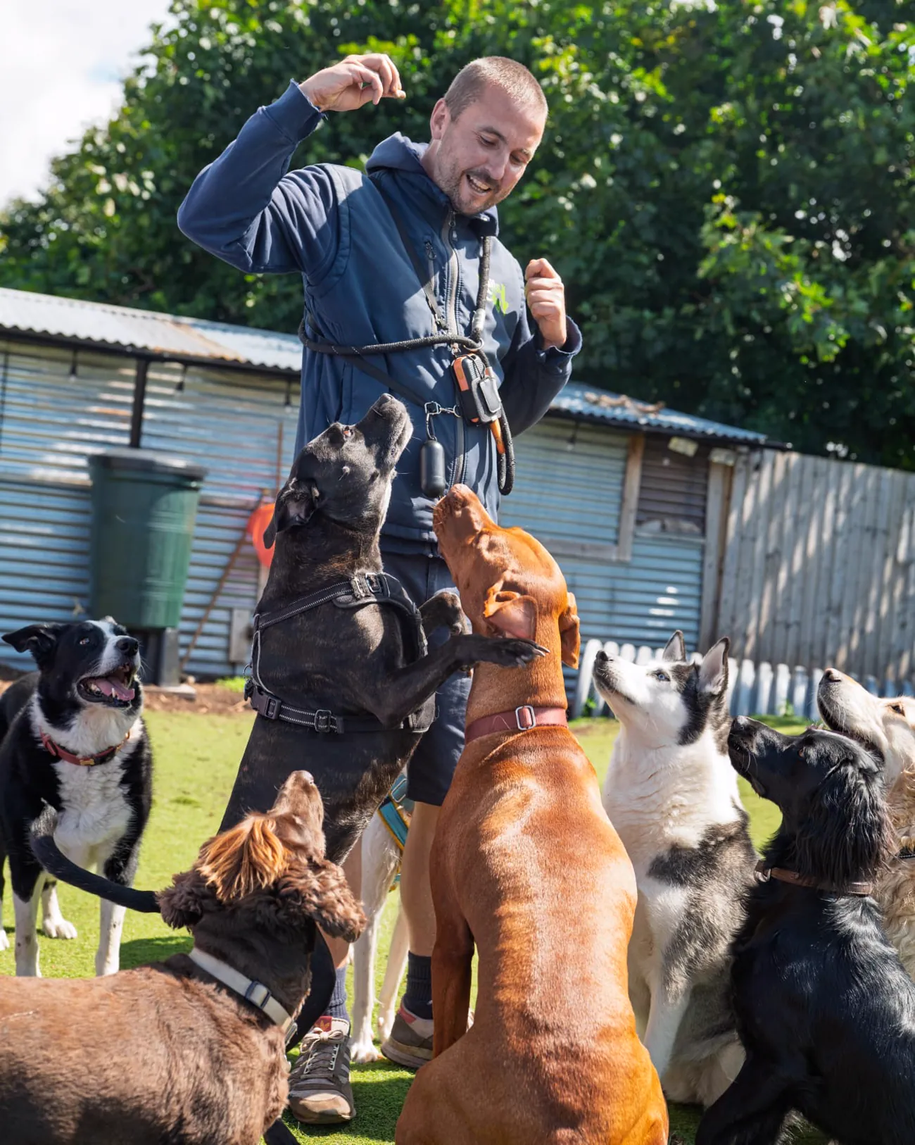 Dog Daycare