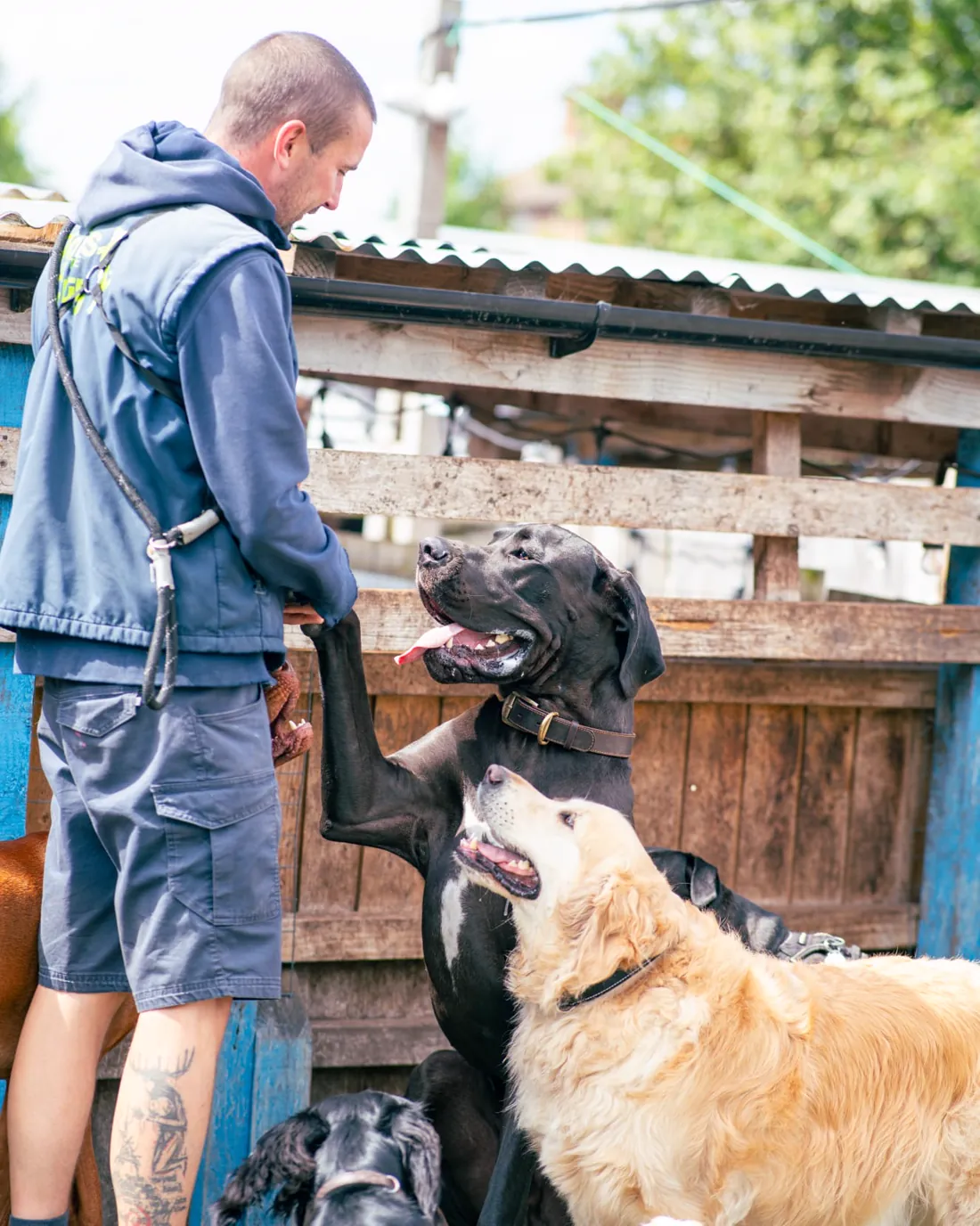 A pack leader crouched down with two of the dogs