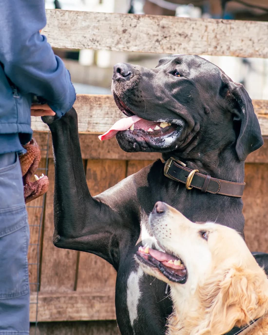One of the team holding a Great Dane's paw, a retriever joining in