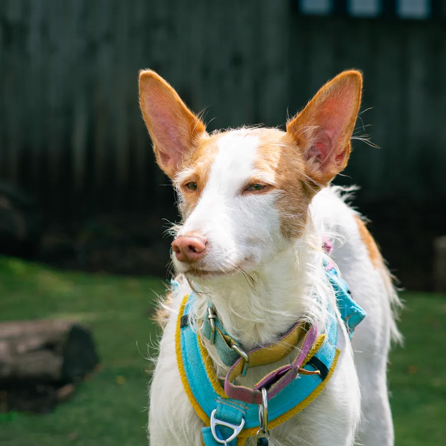A podenco in the garden