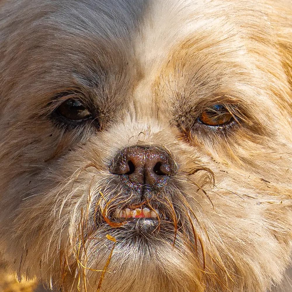Dog Wash & Tidy
