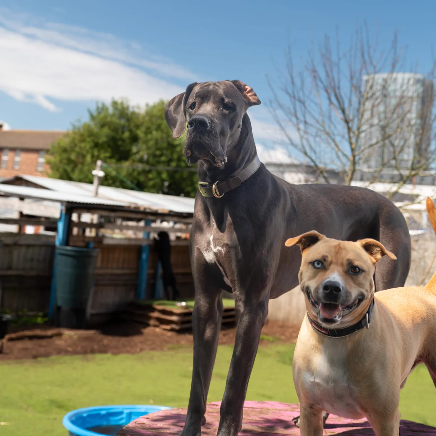 Two of the regulars out in the garden at Caryl Street