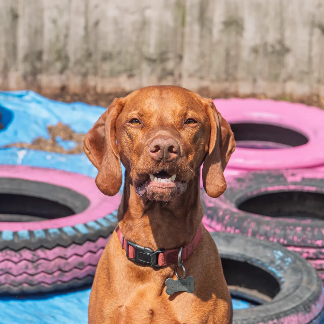 A vizsla sat in the tyres