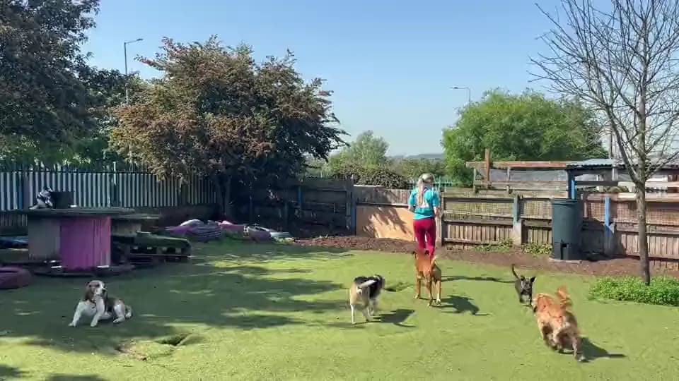 The garden at Caryl Street, a pack leader and several dogs on the grass