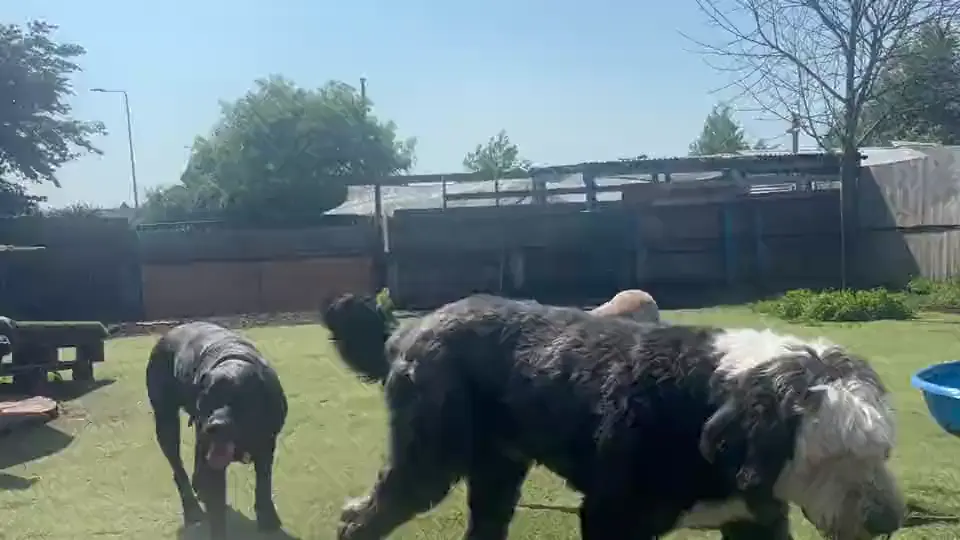 Two dogs playing with a stick on the grass