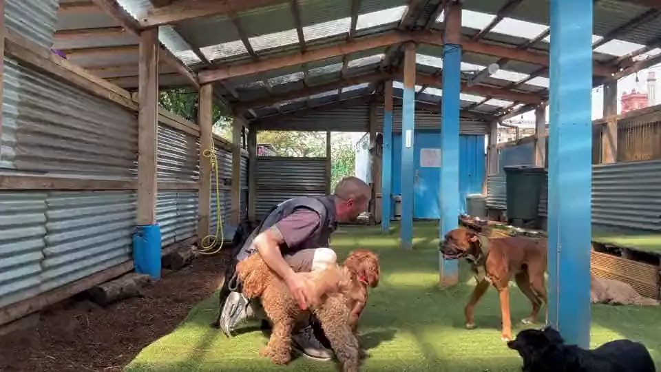 A pack leader crouched under the covered shelter with a group of dogs around him