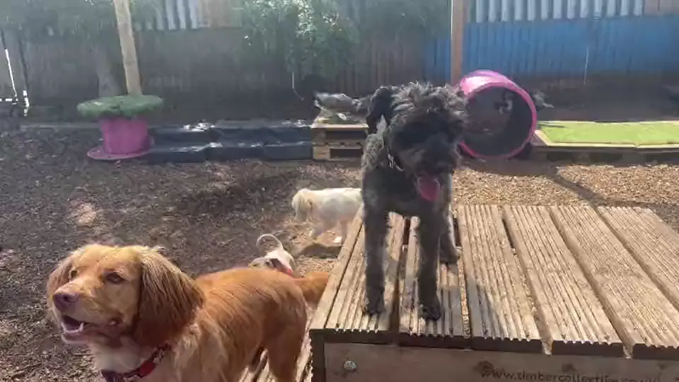 Dogs resting on the wooden decking in the garden