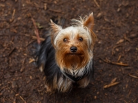 tails-in-the-city-gallery-1