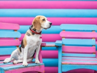 tails-in-the-city-gallery-10