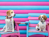 tails-in-the-city-gallery-11