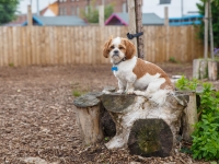 tails-in-the-city-gallery-34