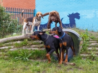 tails-in-the-city-gallery-41