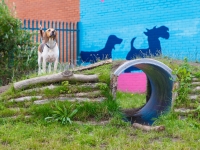 tails-in-the-city-gallery-42