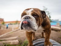 tails-in-the-city-gallery-49