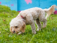 tails-in-the-city-gallery-50