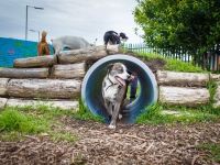 tails-in-the-city-gallery-54