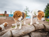 tails-in-the-city-gallery-58