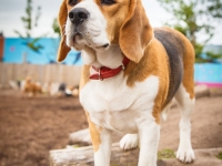 tails-in-the-city-gallery-59