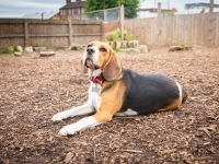 tails-in-the-city-gallery-65