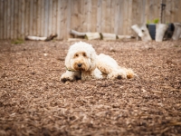 tails-in-the-city-gallery-66