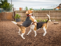 tails-in-the-city-gallery-68