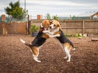 tails-in-the-city-gallery-69