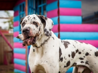 tails-in-the-city-gallery-76