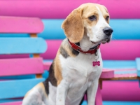 tails-in-the-city-gallery-8