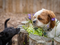 tails-in-the-city-gallery-86