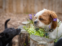 tails-in-the-city-gallery-87