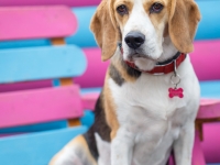 tails-in-the-city-gallery-9