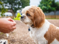 tails-in-the-city-gallery-92