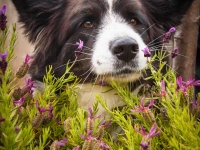 tails-in-the-city-gallery-94