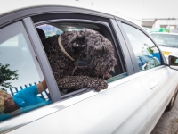 tails-in-the-city-gallery-95