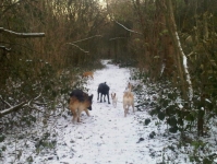 dogs-in-snow