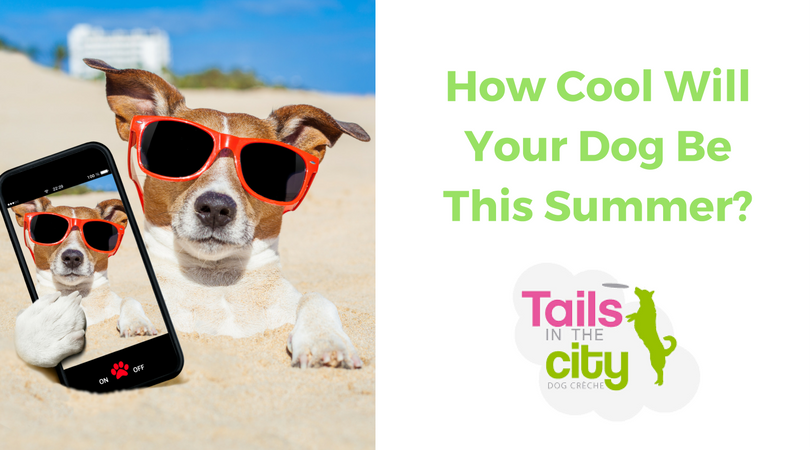 Image for 6 Tips For Keeping Your Dog Cool In The Heat