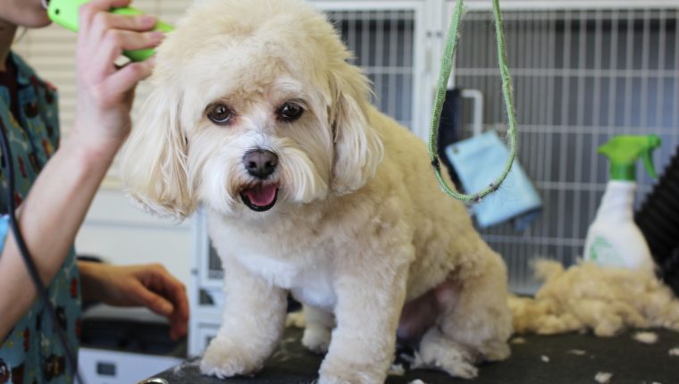 Playtime vs training: How to set boundaries with your dog & his toys -  Tails in the City Liverpool