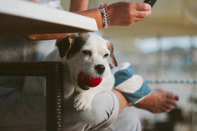 Dog toys - ball