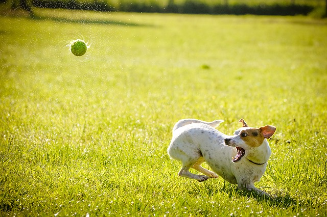 dog running right clipart