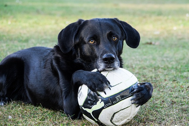 Dog with football