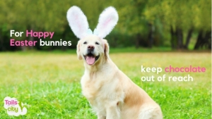 For a Safe and Waggy Easter Keep Chocolate Out of Reach