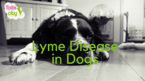 Lyme Disease in Dogs