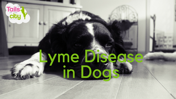 how can you tell if a dog has lyme disease