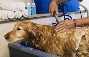 5 Reasons To Get Your Dog Professionally Groomed