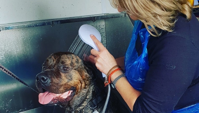 Dog at Tails in the City gets showered before hometime