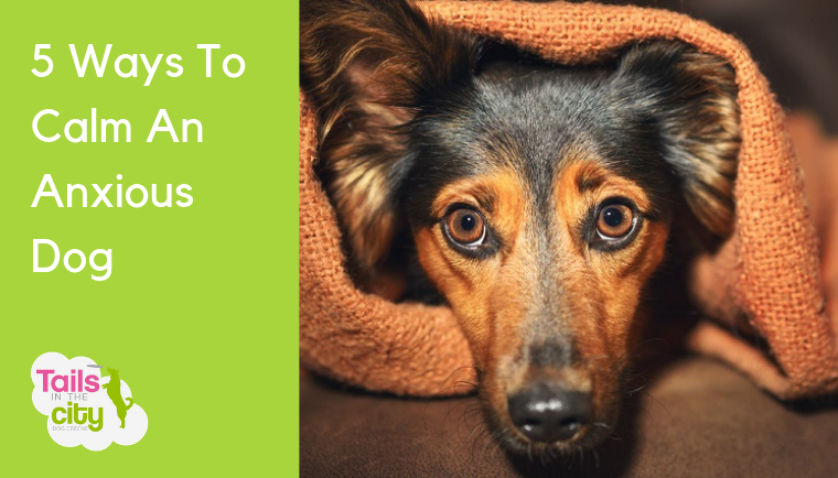 5 ways to calm an anxious dog