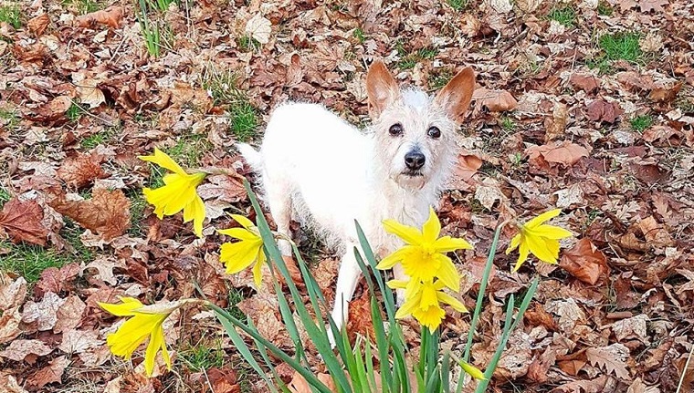 Elderly dog looking happy outside in autumn leaves