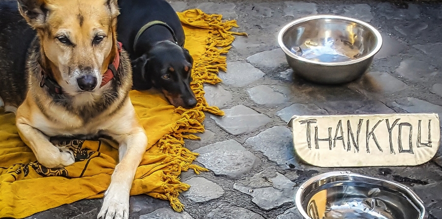 two dogs on street with water bowls and thank you note